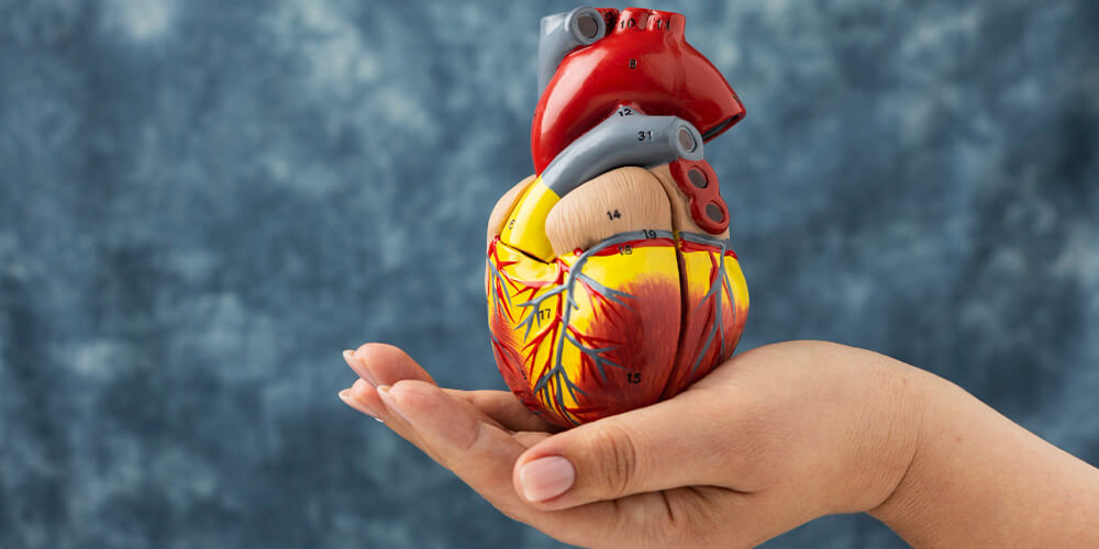 heart specialist in paldi ahmedabad                            